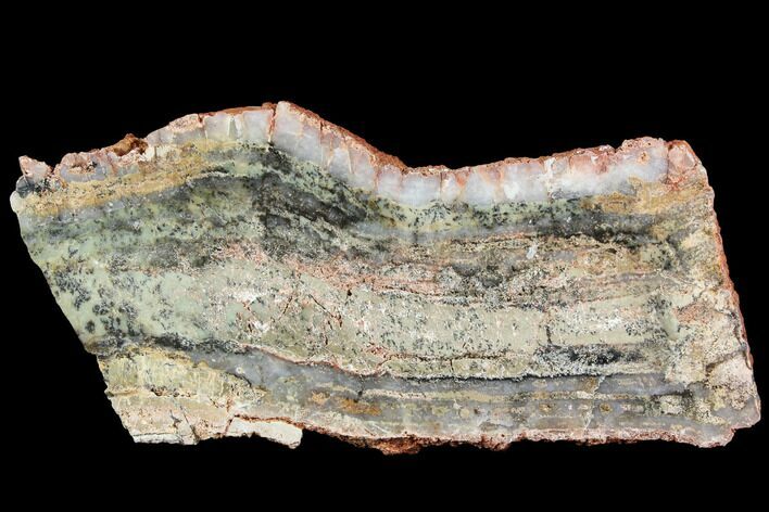 Strelley Pool Stromatolite - Billion Years Old #92634